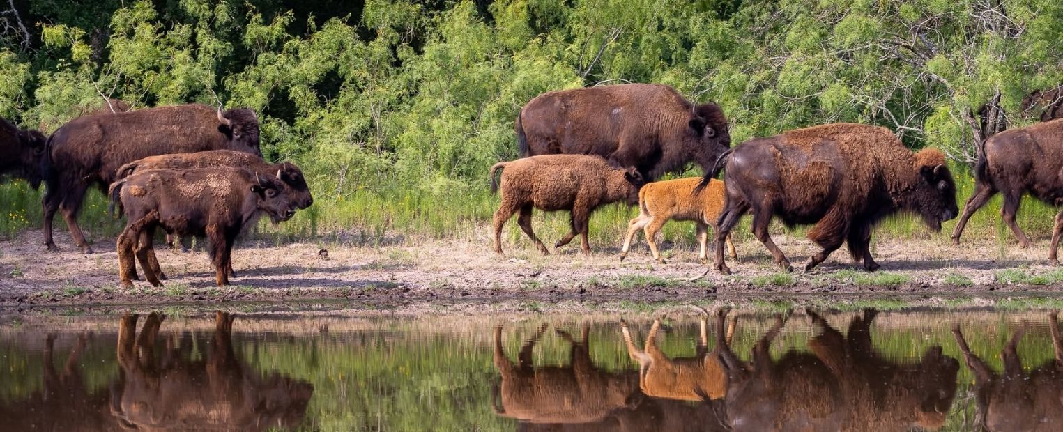Adult bison and calves gather along a pond surrounded by dense green vegetation at the Fort Worth Nature Center & Refuge. The herd is reflected in the still water below.