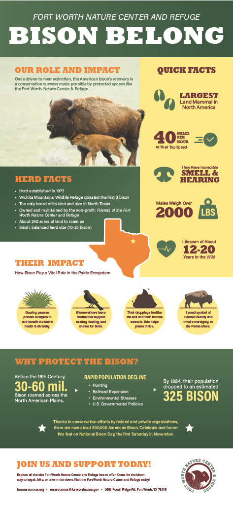 A green, yellow and orange infographic titled “Bison Belong” explores the American bison herd at the Fort Worth Nature Center & Refuge. The design combines photographs, illustrations, maps and statistics to explain bison characteristics, herd history, ecological impact, conservation efforts and ways to support the refuge.