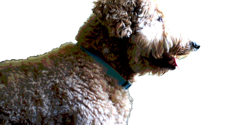 Curly haired dog